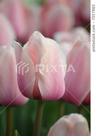 粉紅色的鬱金香 7057665