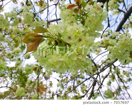 薑黃櫻桃 薑黃櫻桃 7057697