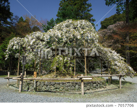 Thousand eye cherry tree 7057706