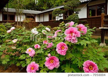 Walking Noda · Button in the precincts mountain pavilion 7058004