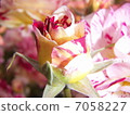 火花 7058227