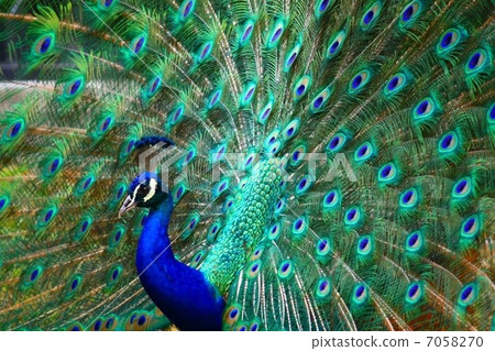 Peacock, peacock, feather, pattern, design, beautiful Peacock, peacock, feather, pattern, design, beautiful 7058270