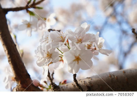 Flowers, cherry blossoms, spring, full bloom, growth, children, family, youth, memories, love, love, cherry-blossom viewing, drinking party, business, expectation, work 7058307