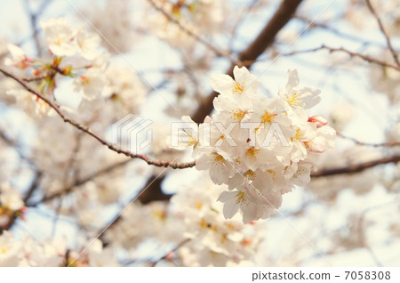 Flowers, cherry blossoms, spring, full bloom, growth, children, family, youth, memories, love, love, cherry-blossom viewing, drinking party, business, expectation, work 7058308