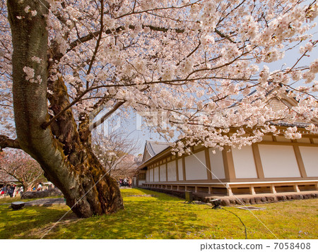 Cherry blossoms at Daigoji 7058408