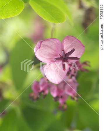 Five leaves Akebi flowers Five leaves Akebi flowers 7058522