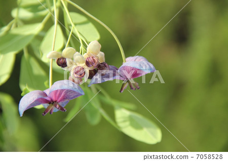 Five leaves Akebi flowers Five leaves Akebi flowers 7058528