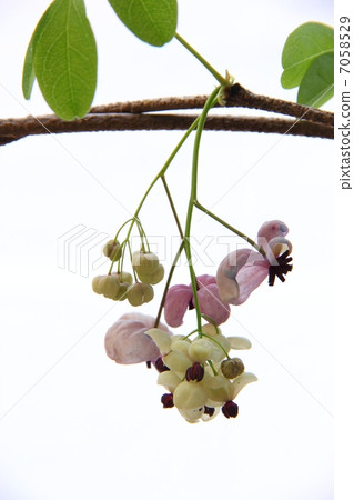 Five leaves Akebi flowers 7058529