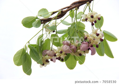 Five leaves Akebi flowers Five leaves Akebi flowers 7058530