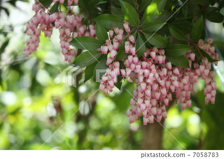 Azalea 7058783