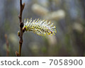 one blossom pussy willow stamen closeup 7058900