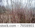Dense Bushes Pussy Willow Forest 7058901