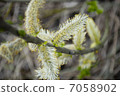 blossom pussy willow stamen macro 7058902
