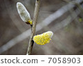 two pussy willow blossom 7058903