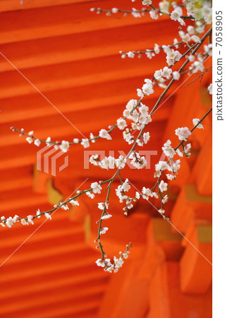 叼著梅花 7058905