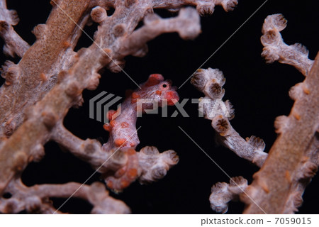 侏儒海水管 7059015