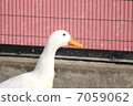 duck	 7059062
