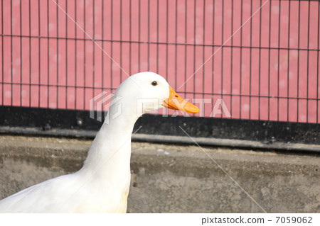 duck duck 7059062