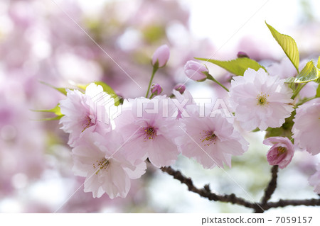 薄荷的Yaezakura 7059157