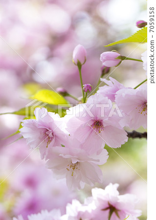 薄荷的Yaezakura 7059158