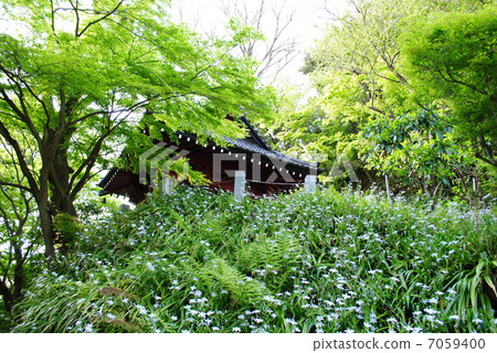 Kagakura Mythical Shaga Kagakura Mythical Shaga 7059400