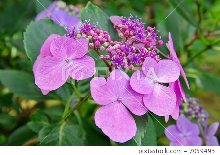 Mountain hydrangea Mountain hydrangea 7059493