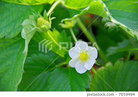 草莓花 7059494