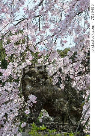 北白川天滿宮，獅子和櫻桃樹 7059496