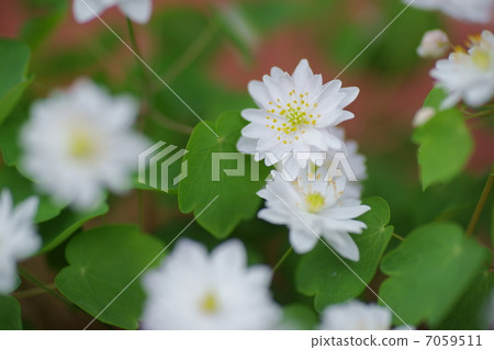Plum flower pine tree Plum flower pine tree 7059511