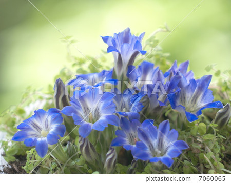  Spring gentian 7060065