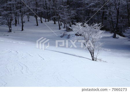 Sutonogi冬天的森林在冬天 7060273