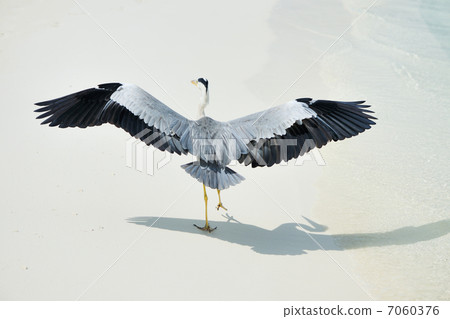 Heron at the beach Heron at the beach 7060376
