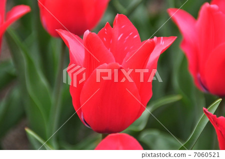 Tulip 7060521