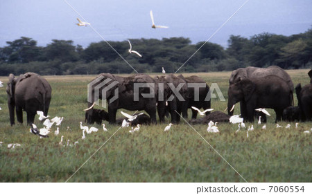 Elephant 7060554