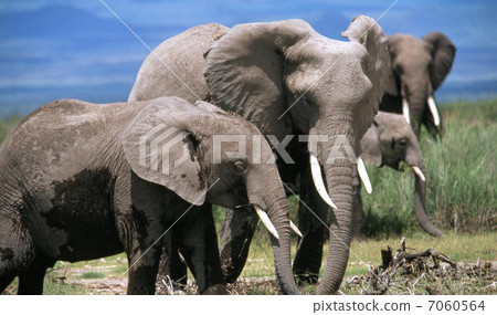 Elephant 7060564