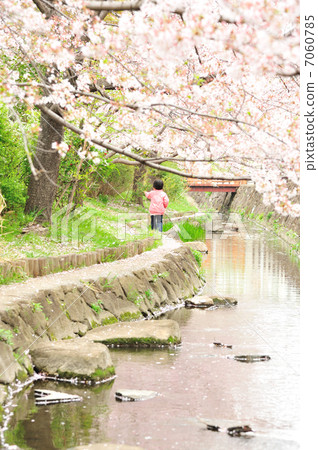 Sakura and daughter Sakura and daughter 7060785
