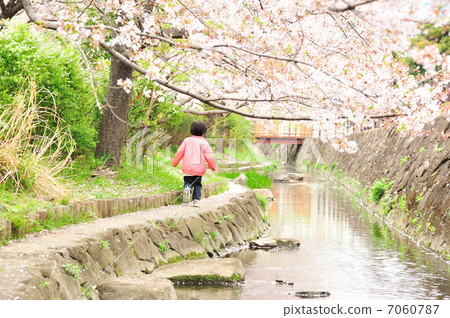 櫻花和女兒 櫻花和女兒 7060787