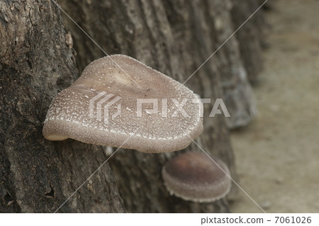 香菇蘑菇 7061026