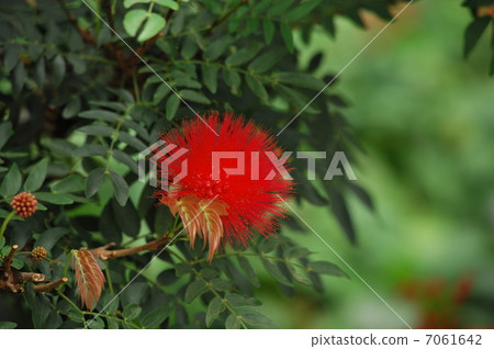 Kali Andorra - Haematakephala Kali Andorra - Haematakephala 7061642