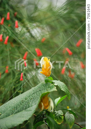 Pakista Kiss Lutea Pakista Kiss Lutea 7061643