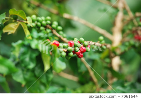 Coffee beans Coffee beans 7061644