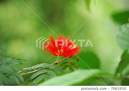 Kari Andorra - Tweedie Kari Andorra - Tweedie 7061650