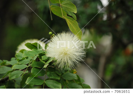 卡利安道爾 - Hematomonkephala白花 卡利安道爾 - Hematomonkephala白花 7061651