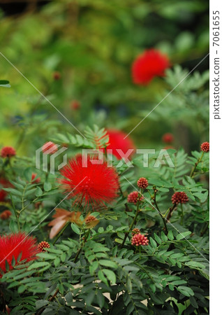 Kali Andorra - Hematomaphala red flower 7061655