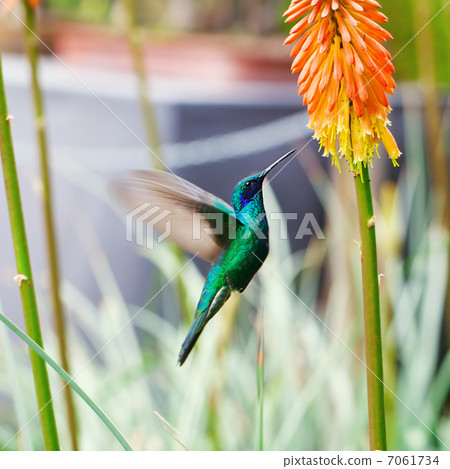 beautiful blue green hummingbird flying over a tropical orange f 7061734