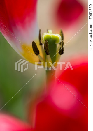 朱迪雷伊斯塔 7061820