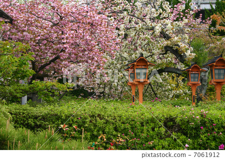 Kyoto Rengenjyo shrine cherry tree Kyoto Rengenjyo shrine cherry tree 7061912