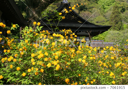 Kyoto Matsuo Taisha Shrine Yamabuki 7061915