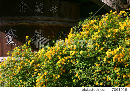 Kyoto Matsuo Taisha Shrine Yamabuki 7061916