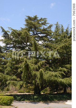 Himalaya Sugi Himalaya Sugi 7061988